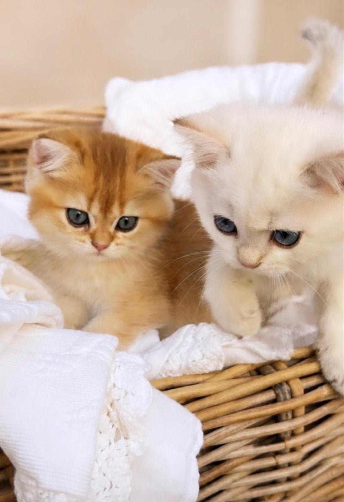 Prachtige British Shorthair Golden Point kittens, Meerdere dieren, Kortharig, 0 tot 2 jaar