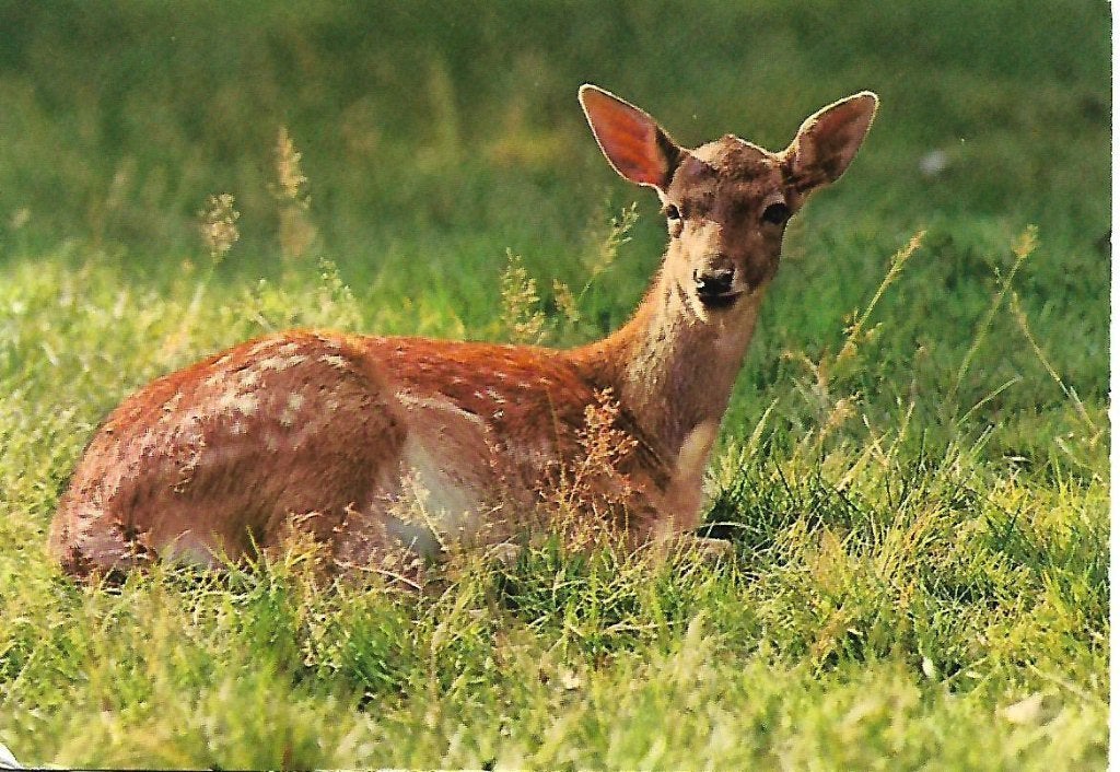 Dieren- -Reegeit., Ophalen of Verzenden, 1980 tot heden, Gelopen, Wild dier