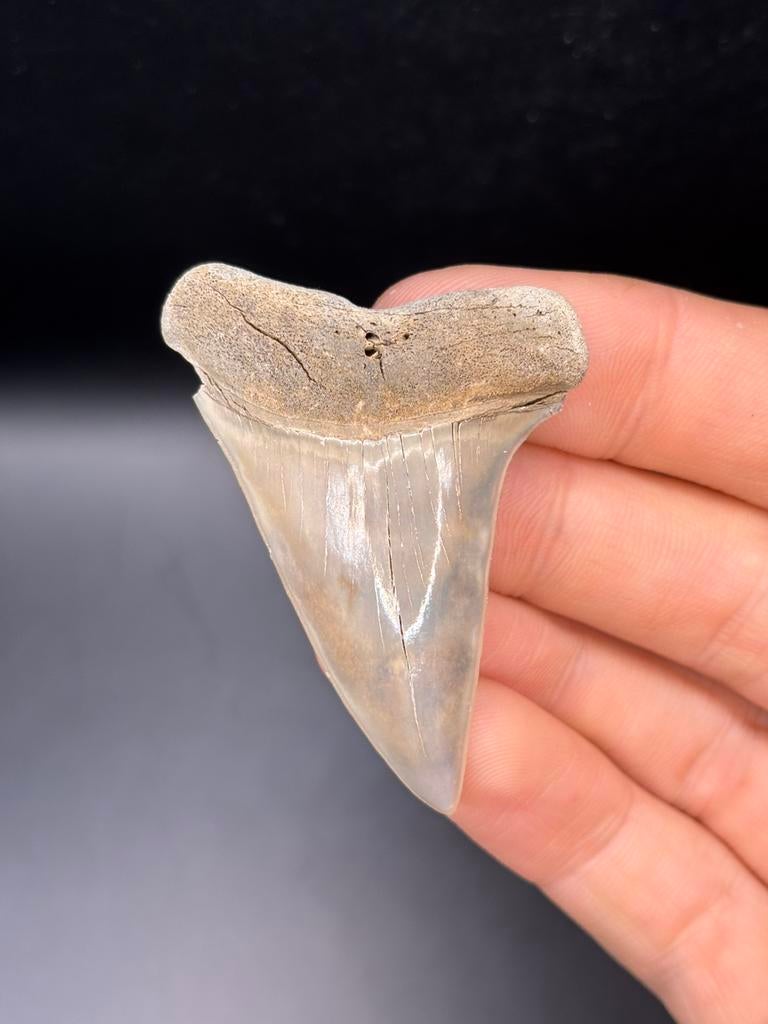 Mako fossiele haaientand Lee Creek, Verzamelen, Mineralen en Fossielen, Ophalen of Verzenden, Fossiel