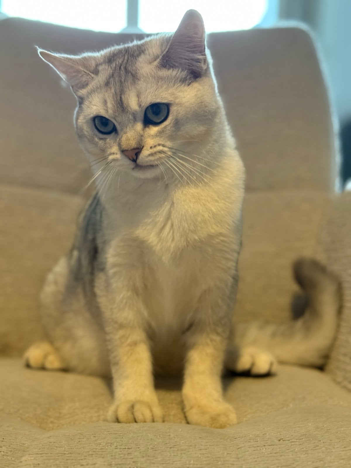 Milo zoekt een liefdevol en blijvend thuis, Dieren en Toebehoren, Kater, Kortharig, 0 tot 2 jaar