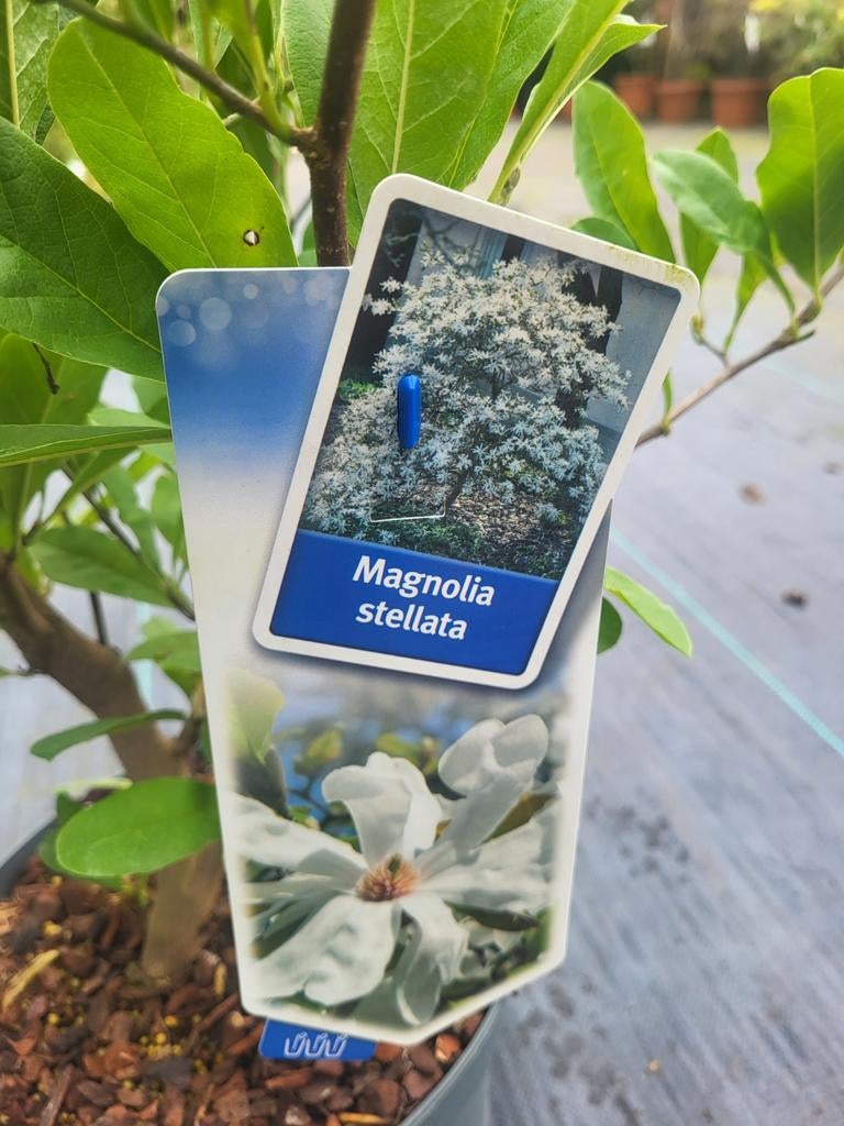 Magnolias div soorten nu €14.99, Ophalen of Verzenden, Overige soorten, Minder dan 100 cm