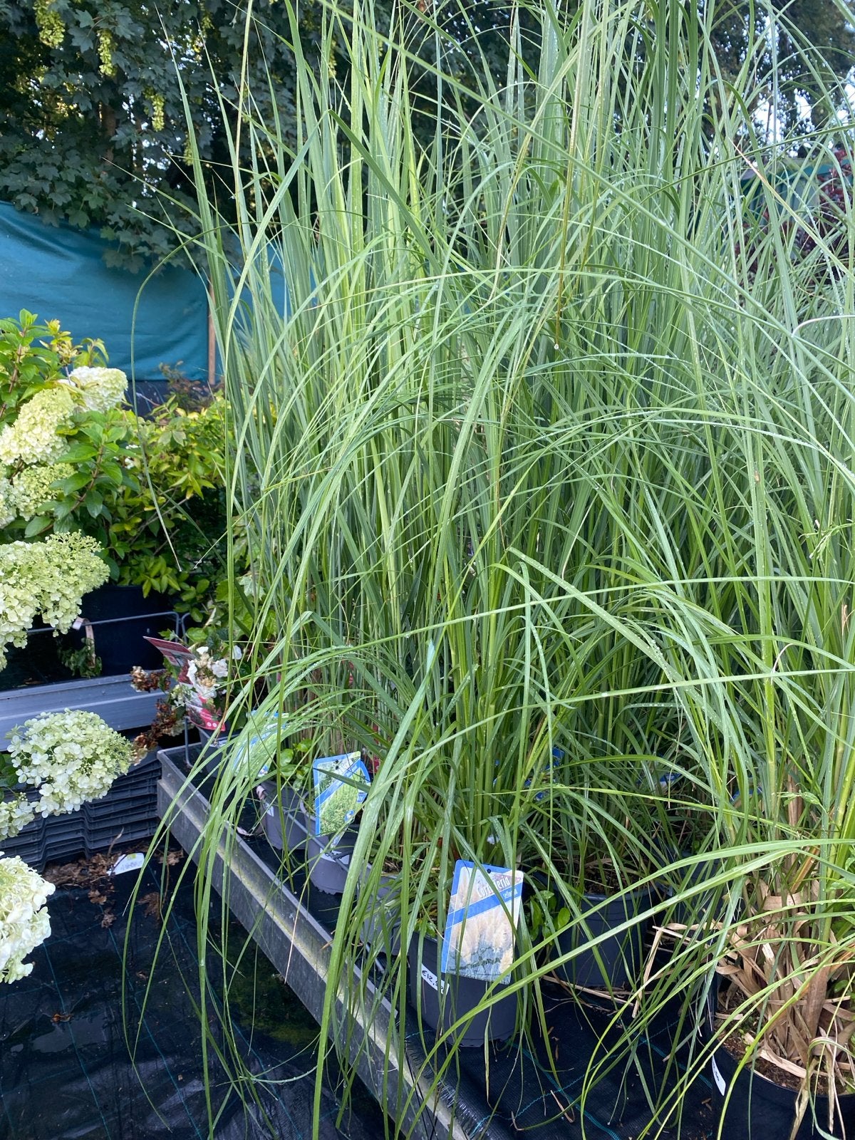 Cortaderia selloana - Pampasgras voor uw tuin, Ophalen, Volle zon, Vaste plant, Siergrassen