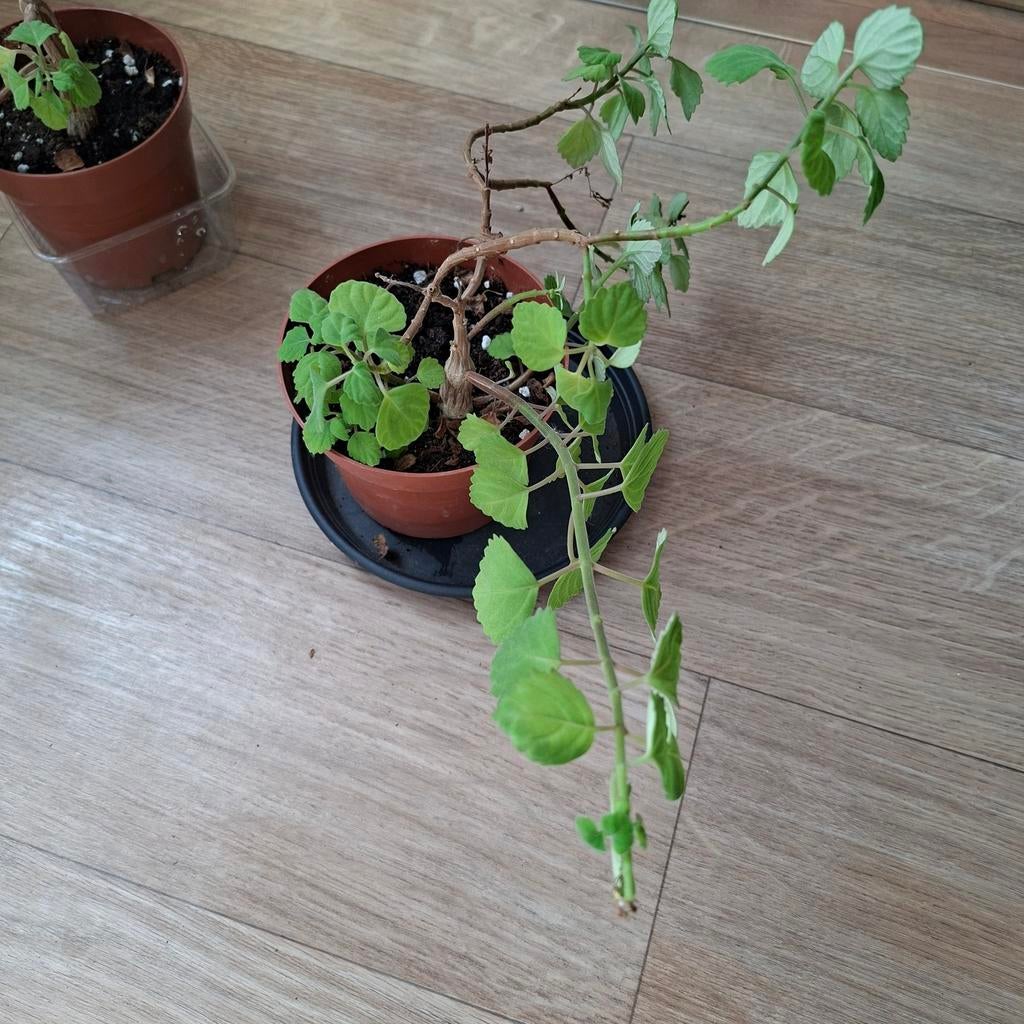 Caudex Plectranthus ernsii - Zeldzame Succulent, Overige soorten, Volle zon, Vaste plant, Ophalen of Verzenden
