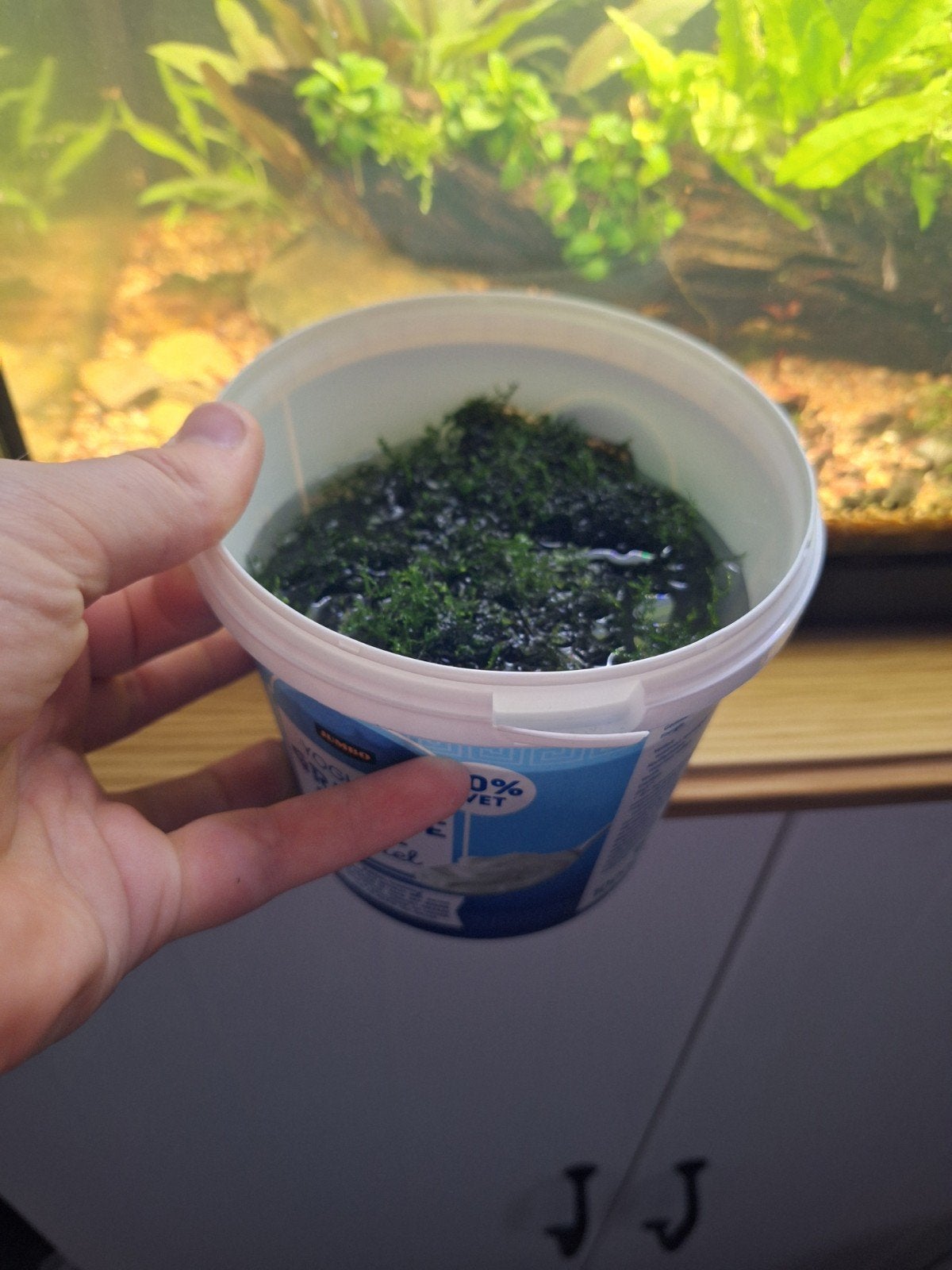 Christmas mos (aquarium), Vis