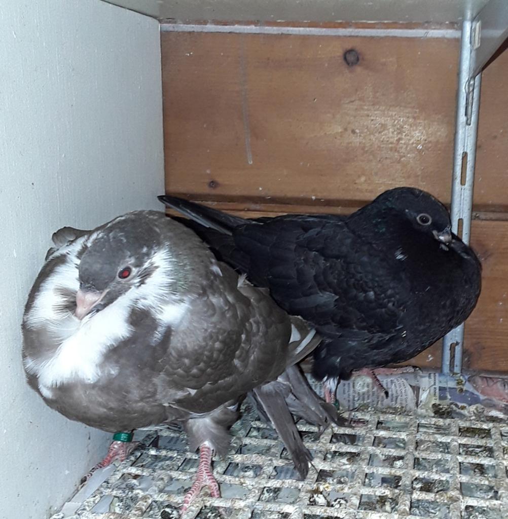 Gaditano kropper piepers, Dieren en Toebehoren, Geslacht onbekend, Kropper