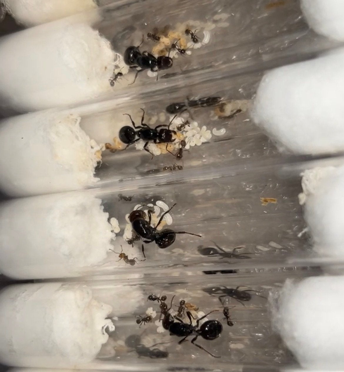 Messor barbarus kolonie / mieren ant kolonie