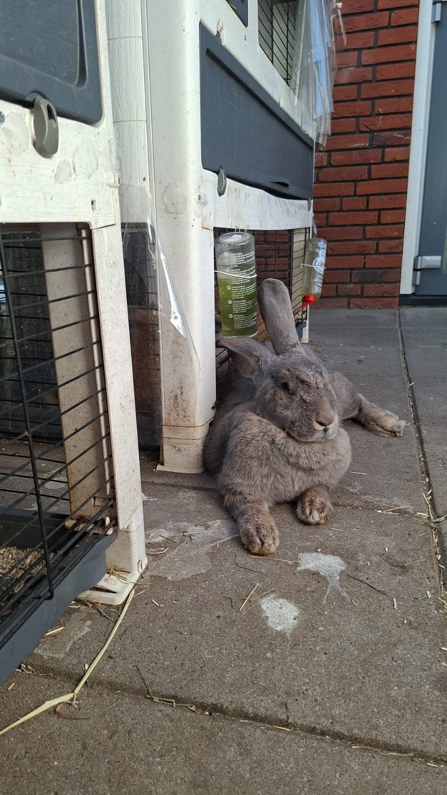 div vlaamse reuzen en dwerg hangoor, Dieren en Toebehoren, Juni, Meerdere dieren