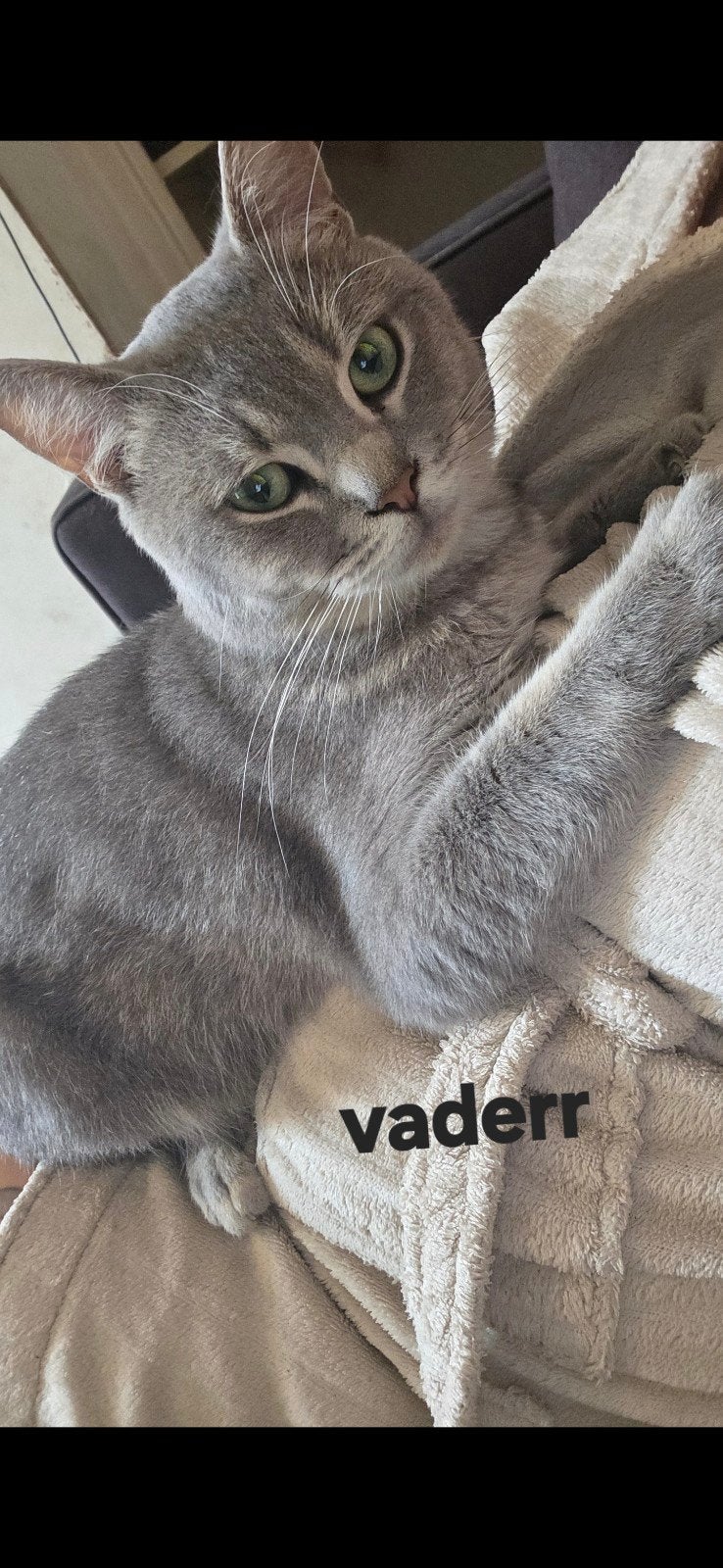Halve Britse Korthaar Kittens Te Koop, Dieren en Toebehoren, Meerdere dieren