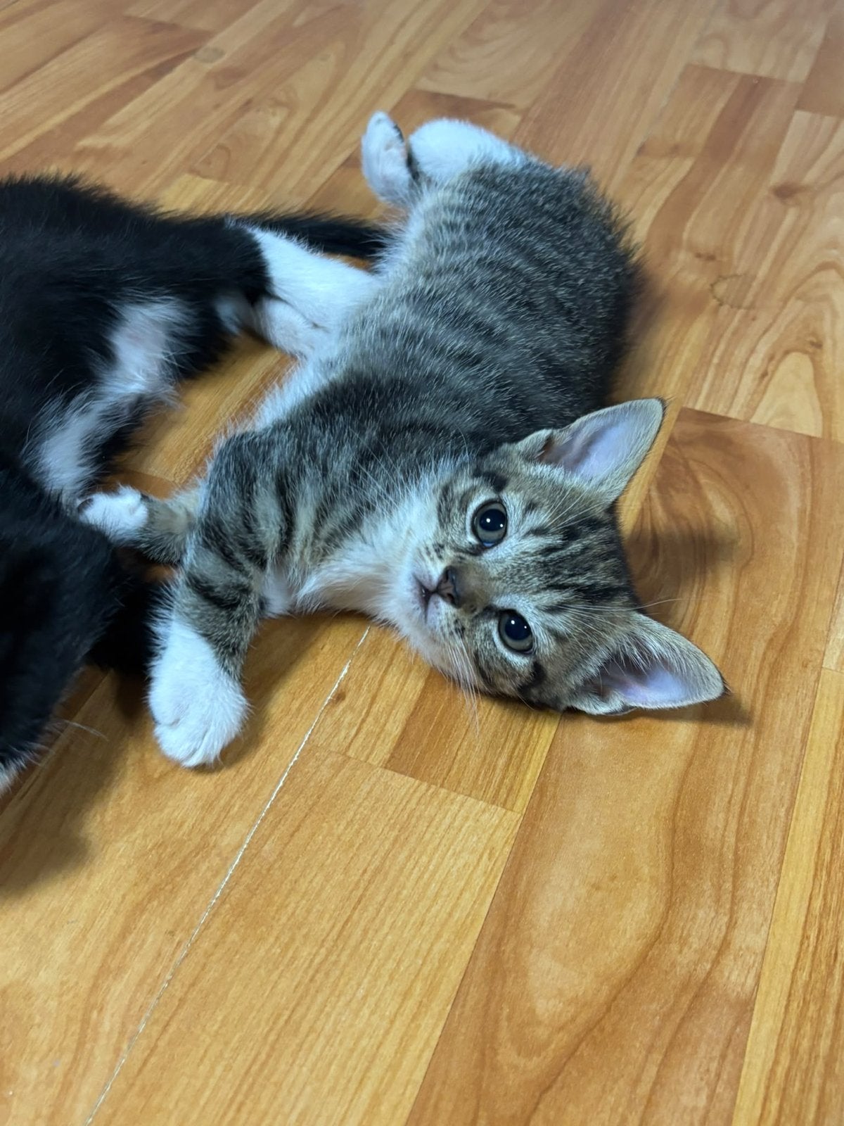 Lieve speelse sociale boerderij kittens, Dieren en Toebehoren, Meerdere dieren, Kortharig, 0 tot 2 jaar