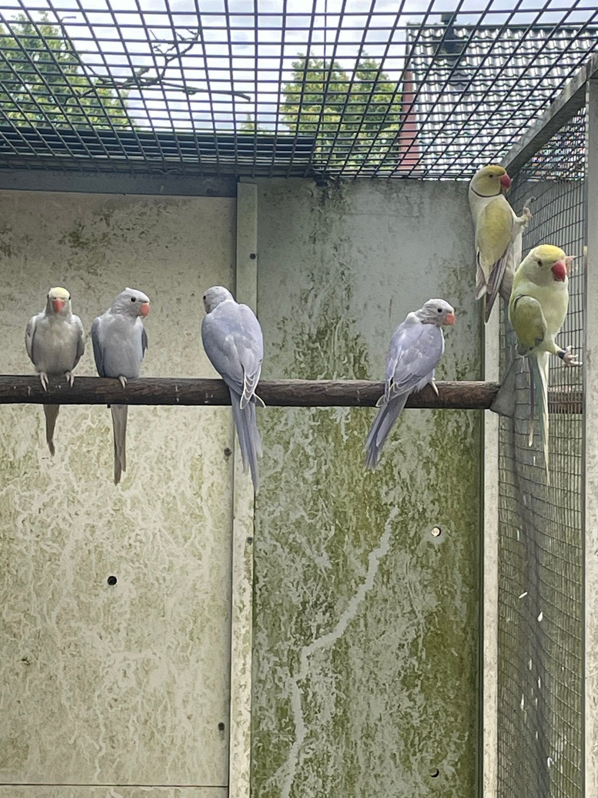 Kweekstel Halsbanden, Dieren en Toebehoren, Vogels | Parkieten en Papegaaien, Meerdere dieren, Parkiet
