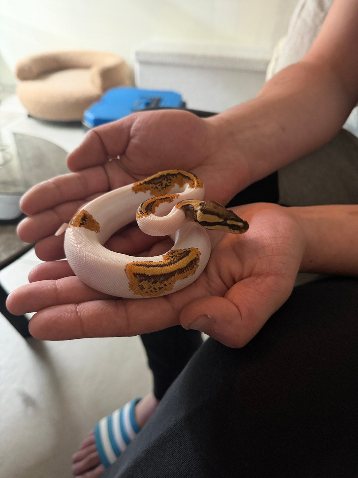 Konings python ( Pied yellow belly )  te koop 6 maand, Dieren en Toebehoren, Slang, 0 tot 2 jaar
