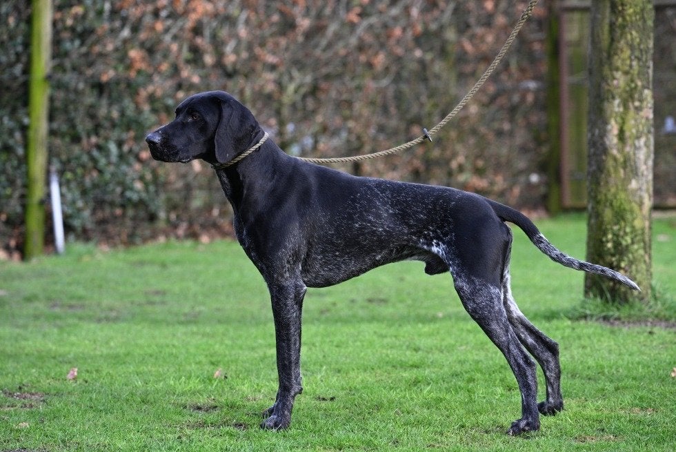 Duitsestaande korthaar dekreu met stamboom Dex ,ter dekking., Parvo, Reu, 1 tot 2 jaar, Meerdere