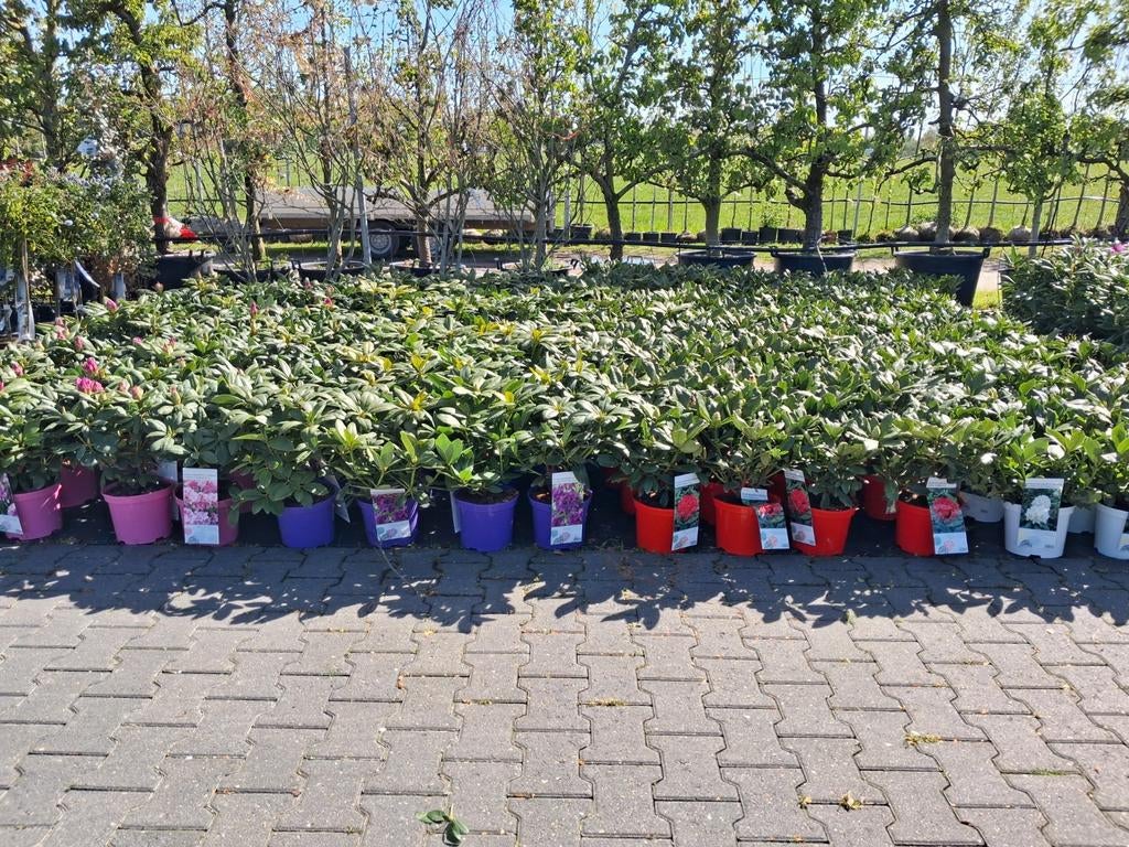 Rododendron, Diverse kleuren wit, paars, rood en roze, Tuin en Terras, Overige soorten, Vaste plant, Ophalen of Verzenden, Halfschaduw