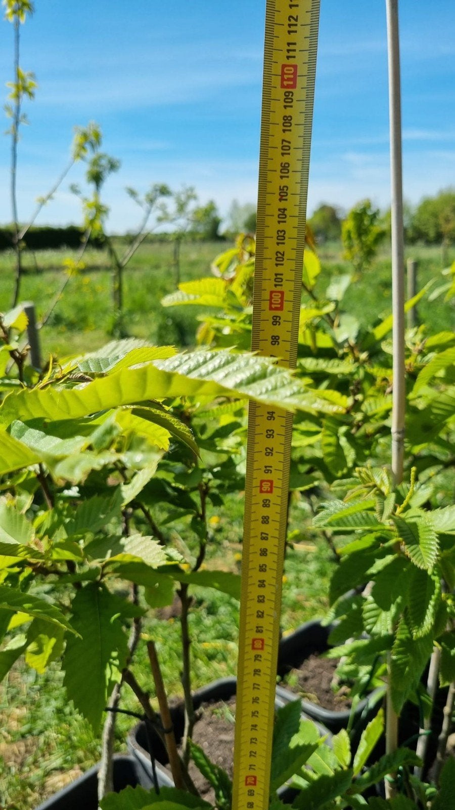 Tamme kastanje, 100 cm, in pot, Ophalen, Minder dan 100 cm, Lente, Overige soorten