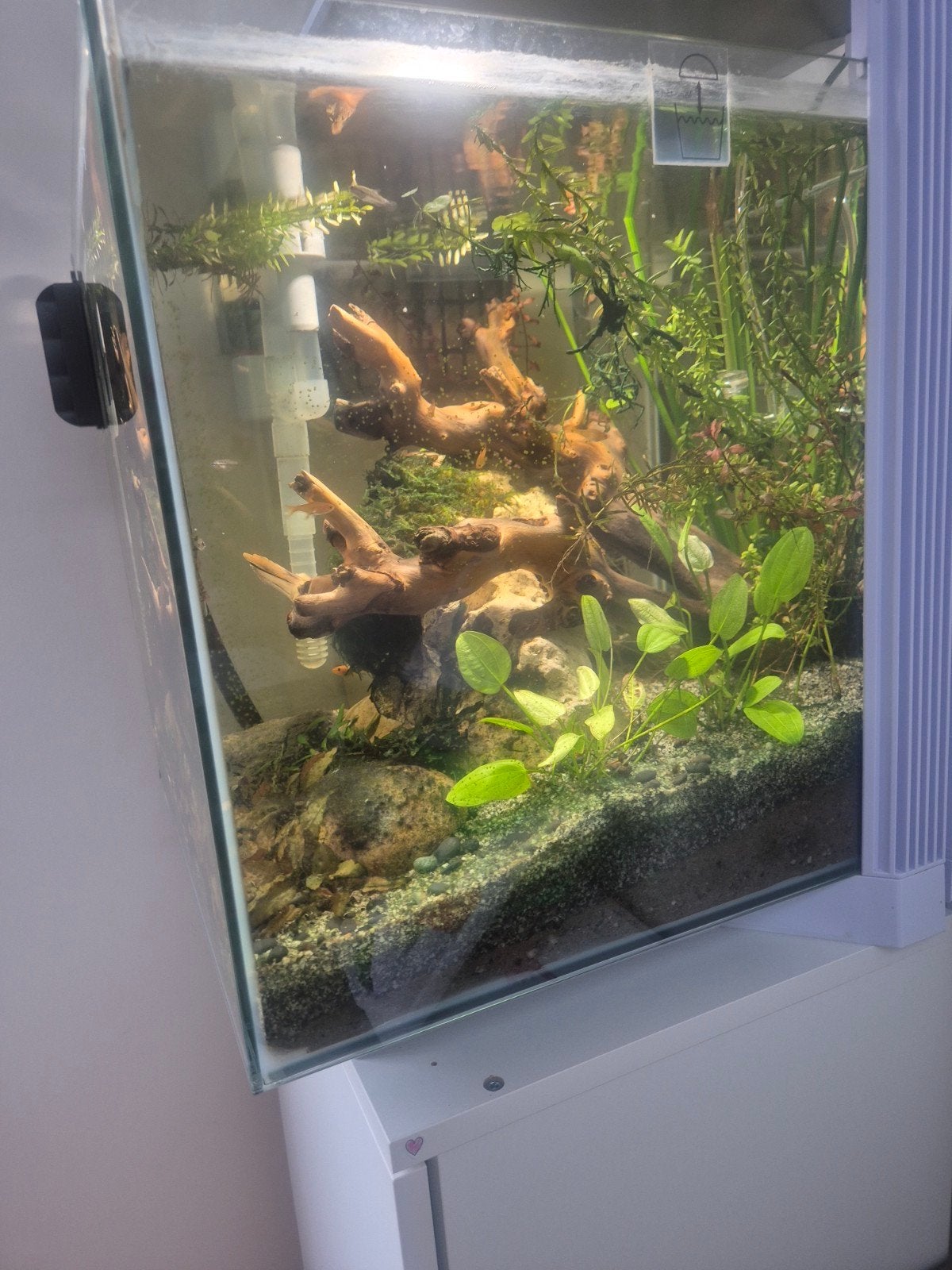 Superfish Qubiq 60 Pro + meubel, Dieren en Toebehoren, Vissen | Aquaria en Toebehoren, Ophalen, Gebruikt, Gevuld zoetwateraquarium