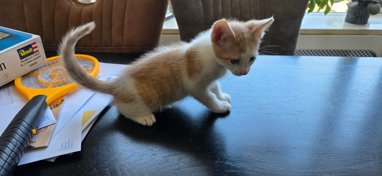 Kitten plus moederpoes, Poes