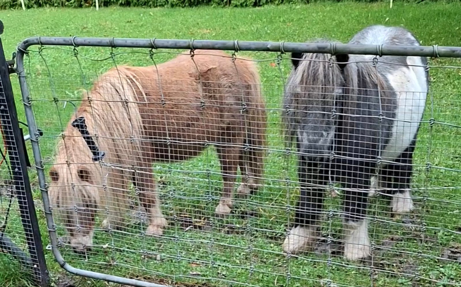 2 shetlander ruinen, Dieren en Toebehoren, Pony's, Ruin, Onbeleerd, A pony (tot 1.17m), 11 jaar of ouder