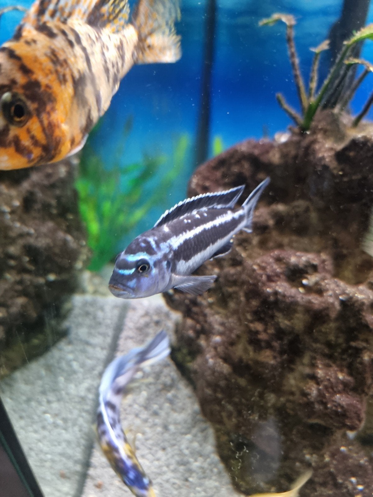 Maingano mbuna cichlide ca. 8 cm, Dieren en Toebehoren, Vis