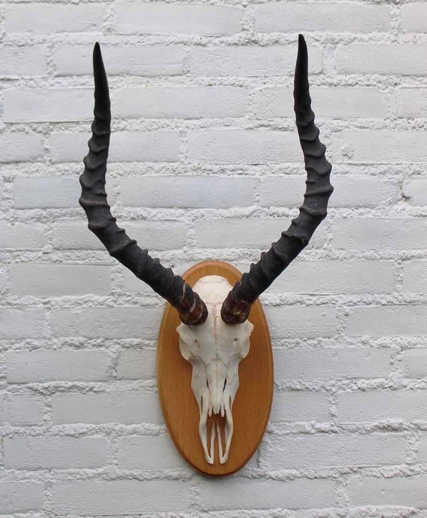Schedel IMPALA ANTILOPE op houten schild - ref. A (gewei), Ophalen of Verzenden, Gebruikt, Hert, Schedel