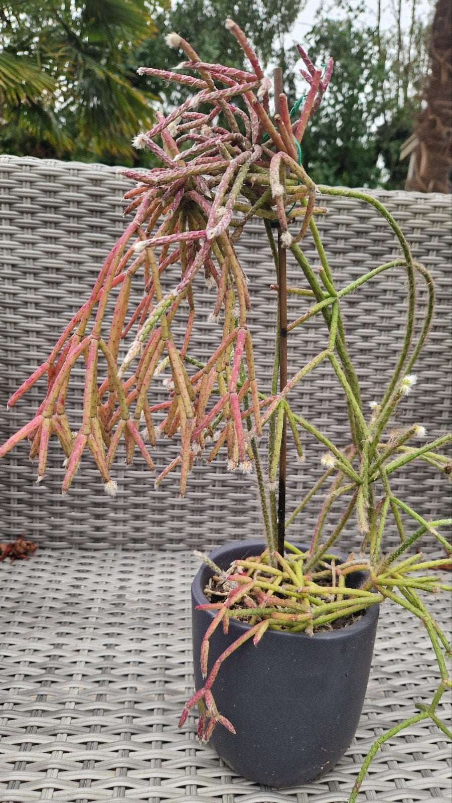 Rhipsalis (Koraalcactus) in pot, Vaste plant, Bloeit niet, Halfschaduw, Ophalen