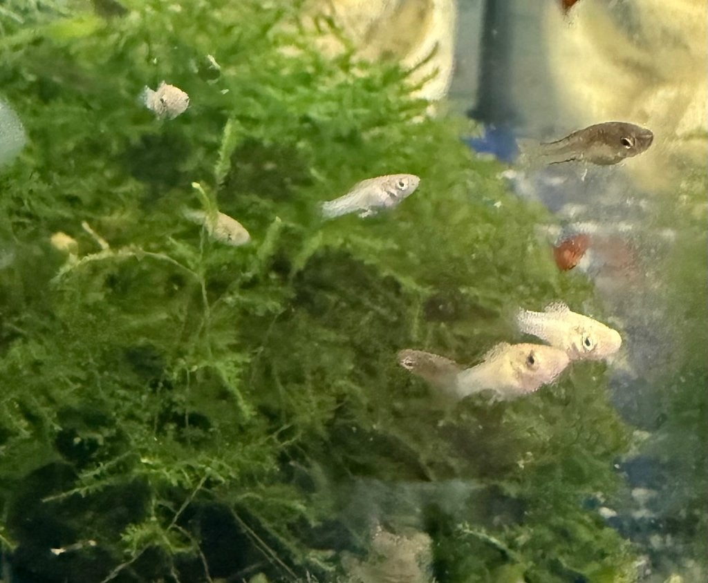 Vissen: Molly, Dieren en Toebehoren, Vis, Zoetwatervis