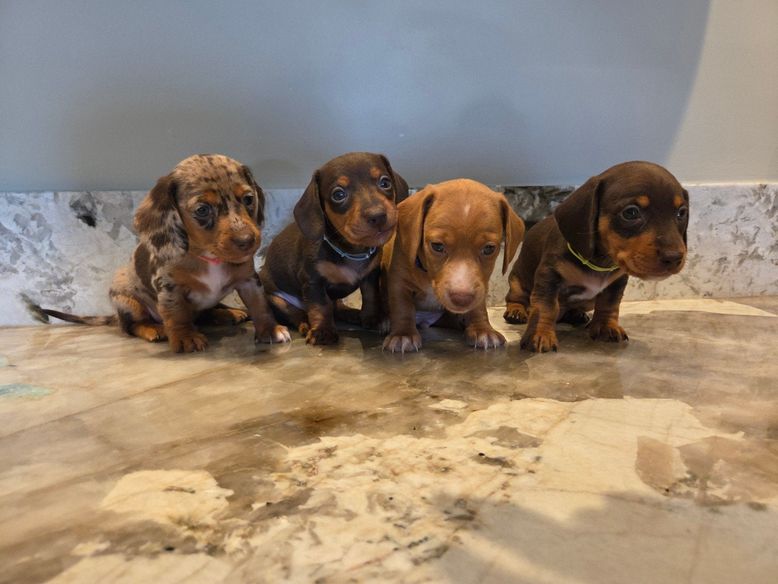 LIEVE TECKELPUPS GEBOREN 🥰, 8 tot 15 weken, Korthaar, Dwerg, Meerdere
