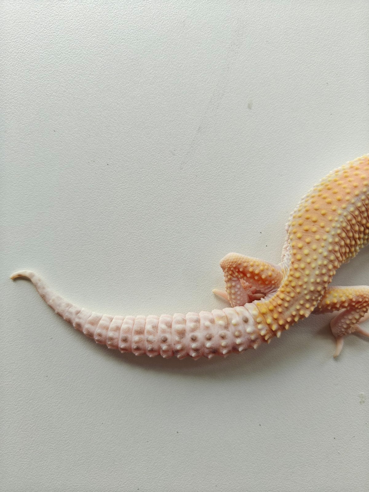 Lichte luipaardgekko te koop Leopard Gecko photo 3