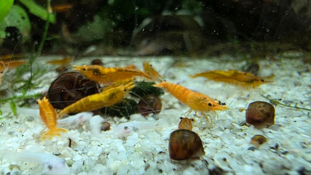 Neocaridina Orange / oranje neocaridina garnalen, Dieren en Toebehoren, Kreeft, Krab of Garnaal