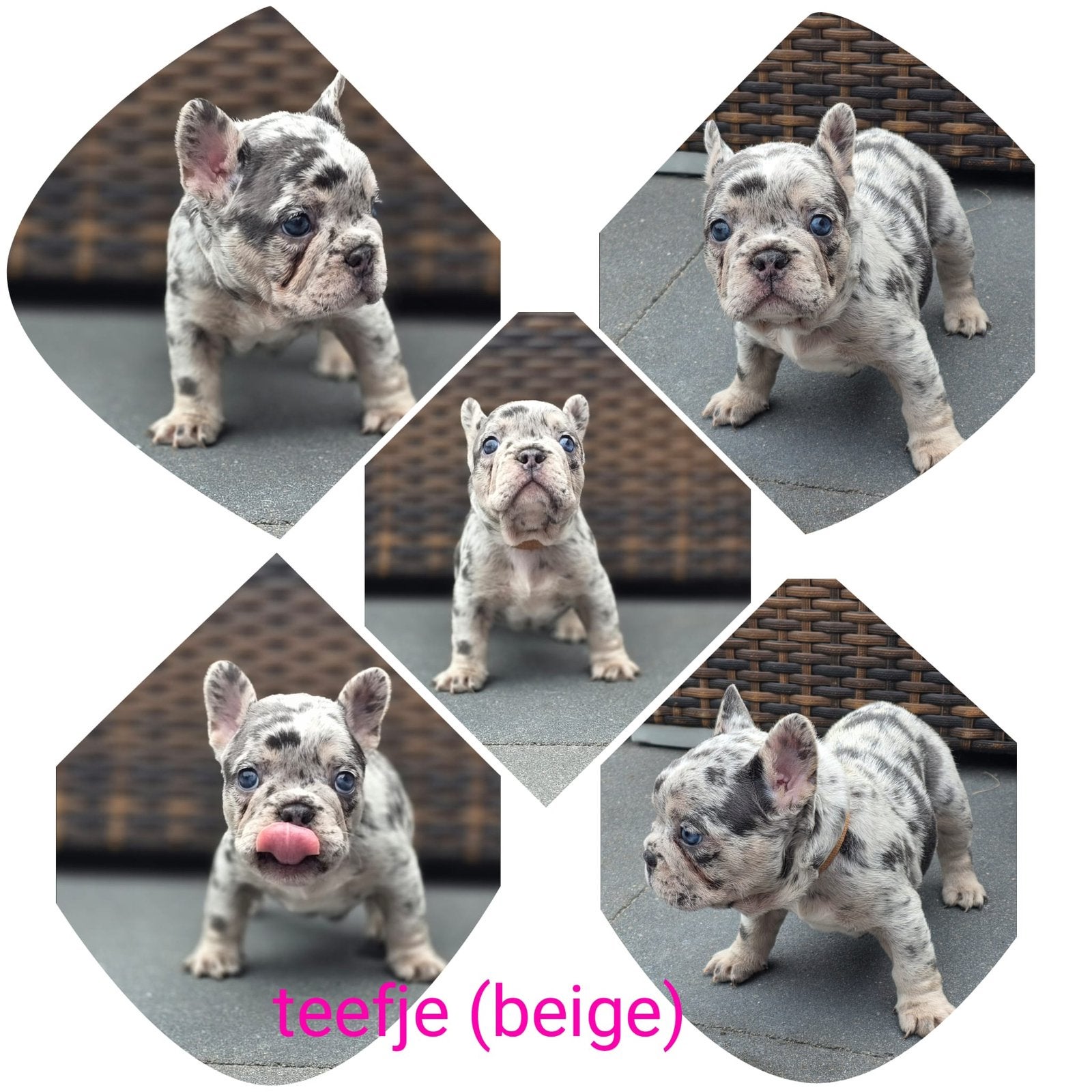 Franse buldog pups, 8 tot 15 weken, Parvo, Bulldog, Meerdere