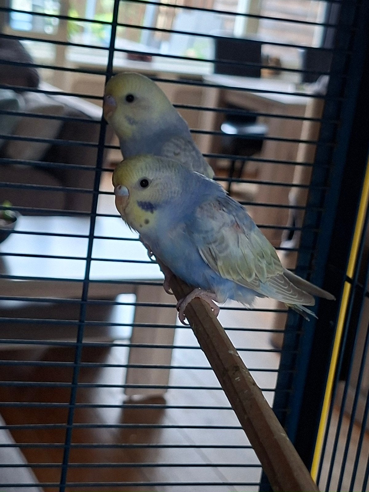 Jonge grasparkieten, Meerdere dieren, Parkiet, Tam