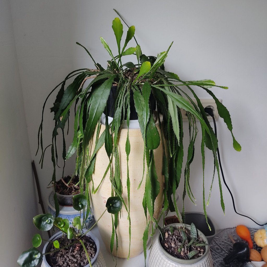 Epiphyllum Oxypetalum Cereus, Ophalen of Verzenden, Halfschaduw, Minder dan 100 cm