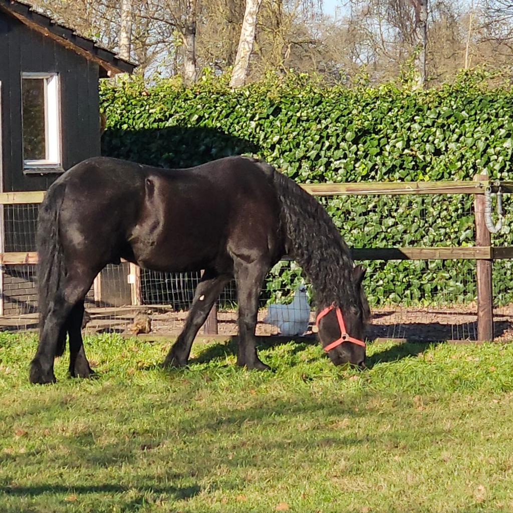 Lieve Friese ruin, Dieren en Toebehoren, Paarden, Gechipt, Ruin, Zadelmak, 11 jaar of ouder