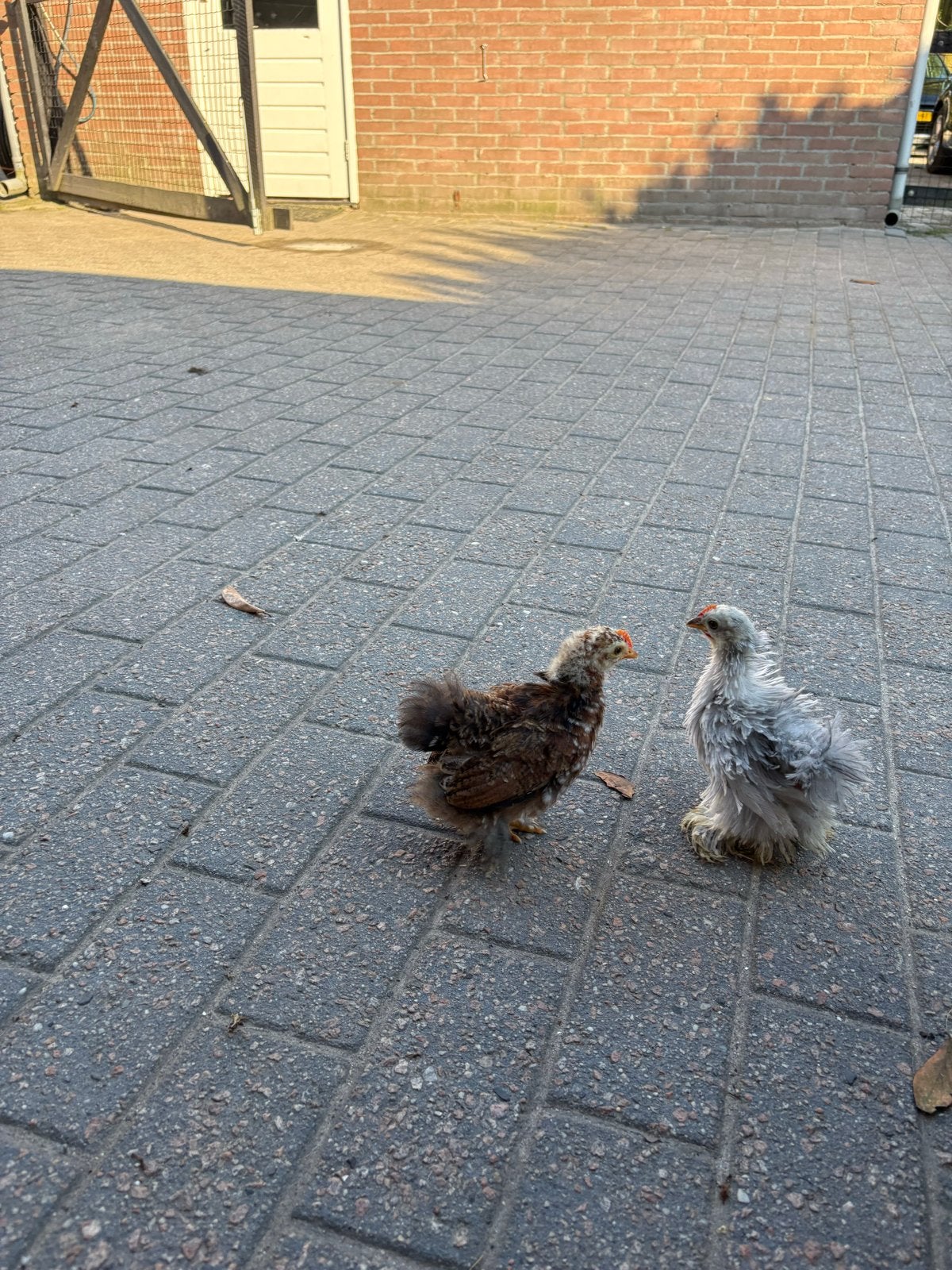 Twee mooie cochin kriel haantjes, Mannelijk, Kip