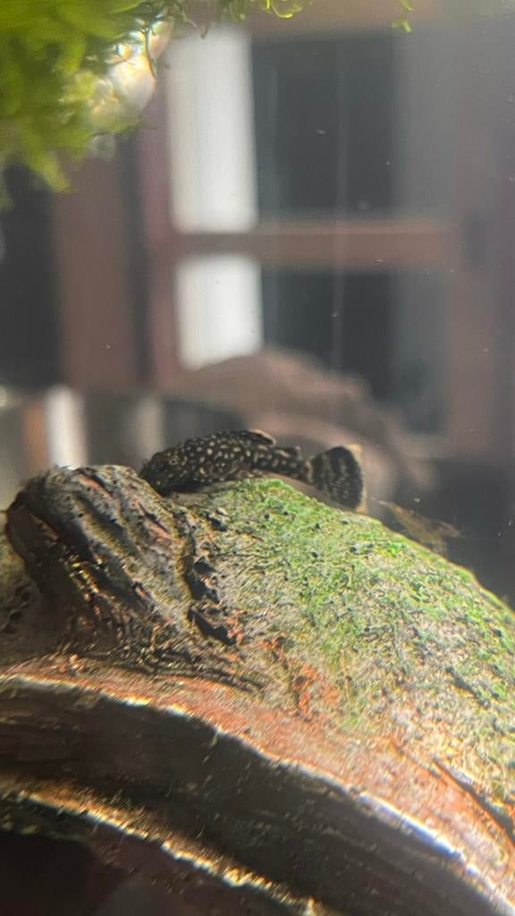 Pleco Alegneters te koop, Dieren en Toebehoren, Vis