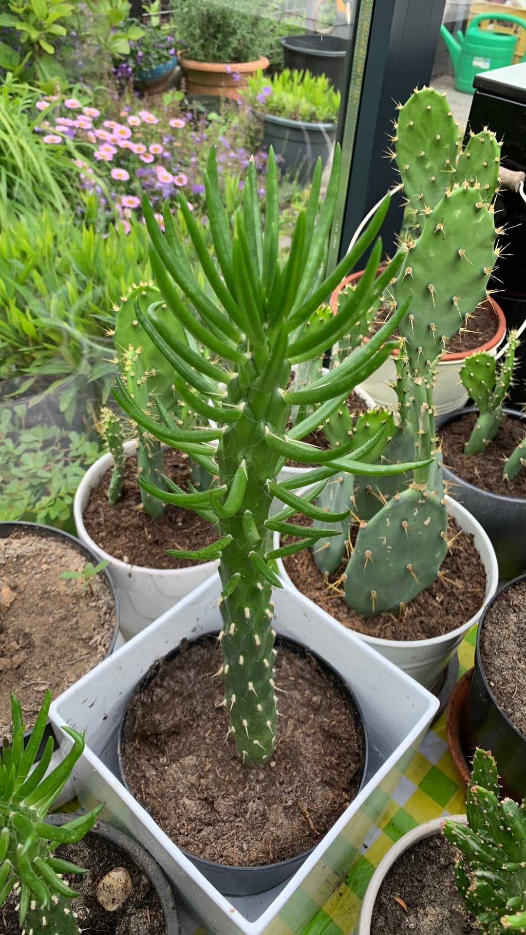Cactus plant met pot €12, Huis en Inrichting, Kamerplanten, Ophalen, Cactus, Volle zon, Minder dan 100 cm