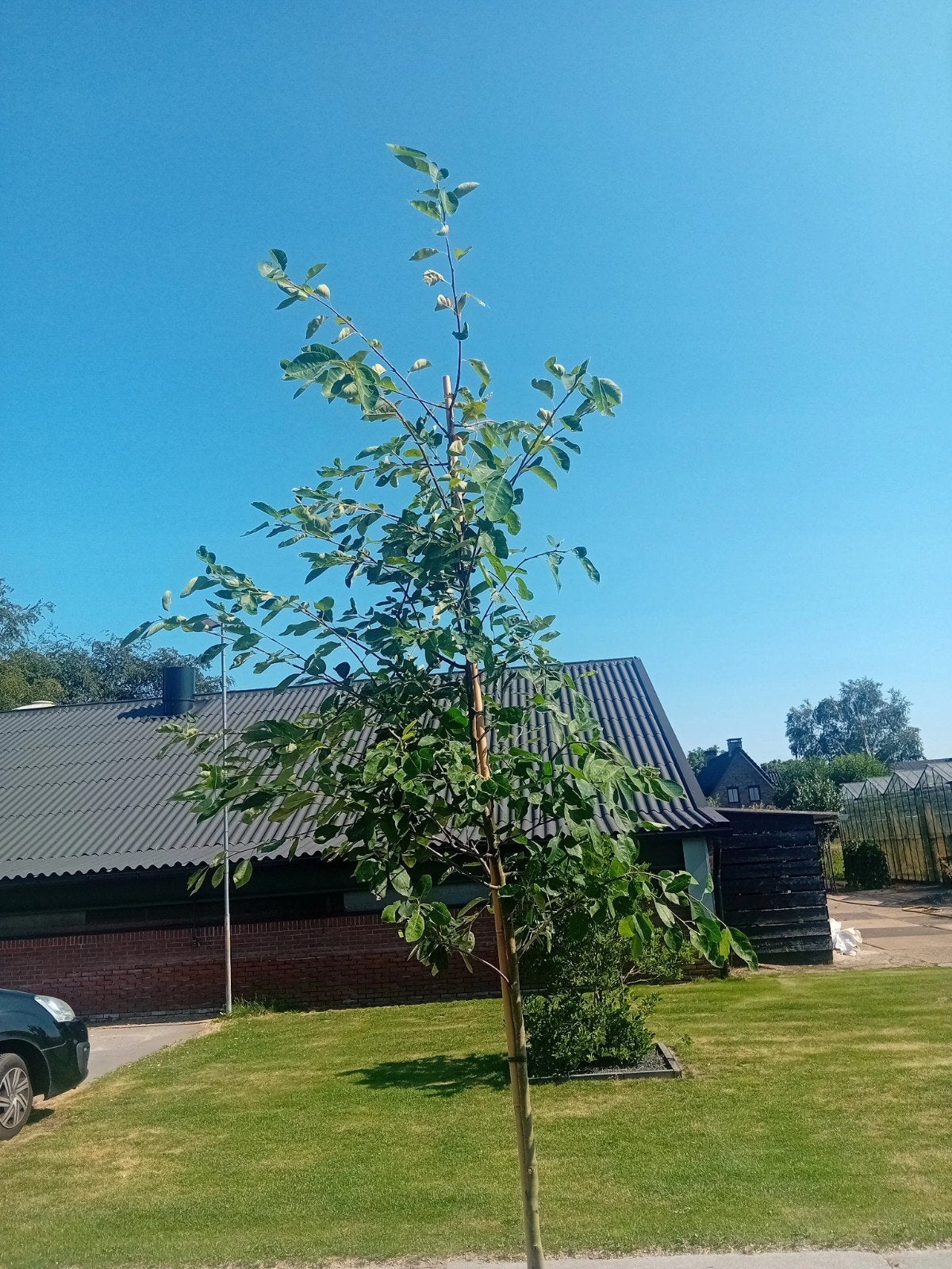 Amelanchier lamarckii (krentenboom) hoogstam 6-8 in pot, Ophalen of Verzenden, In pot, Volle zon, Overige soorten
