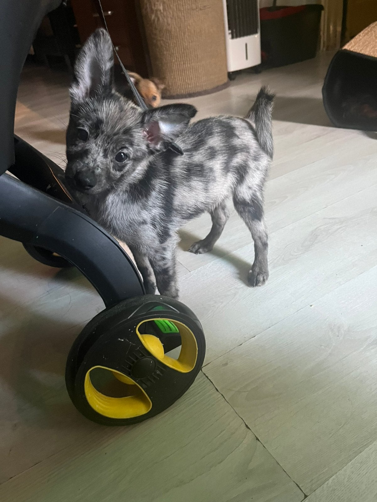 Nog 1 merle reu over. 11 weken. chihuahuaXpomeriaan, Parvo, 8 tot 15 weken, Meerdere, Meerdere dieren