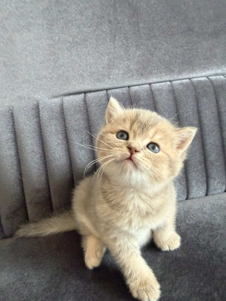 4 Prachtige Britse Korthaar kittens ️ 3 meisjes 1 jongen, Meerdere dieren, Gechipt, 0 tot 2 jaar