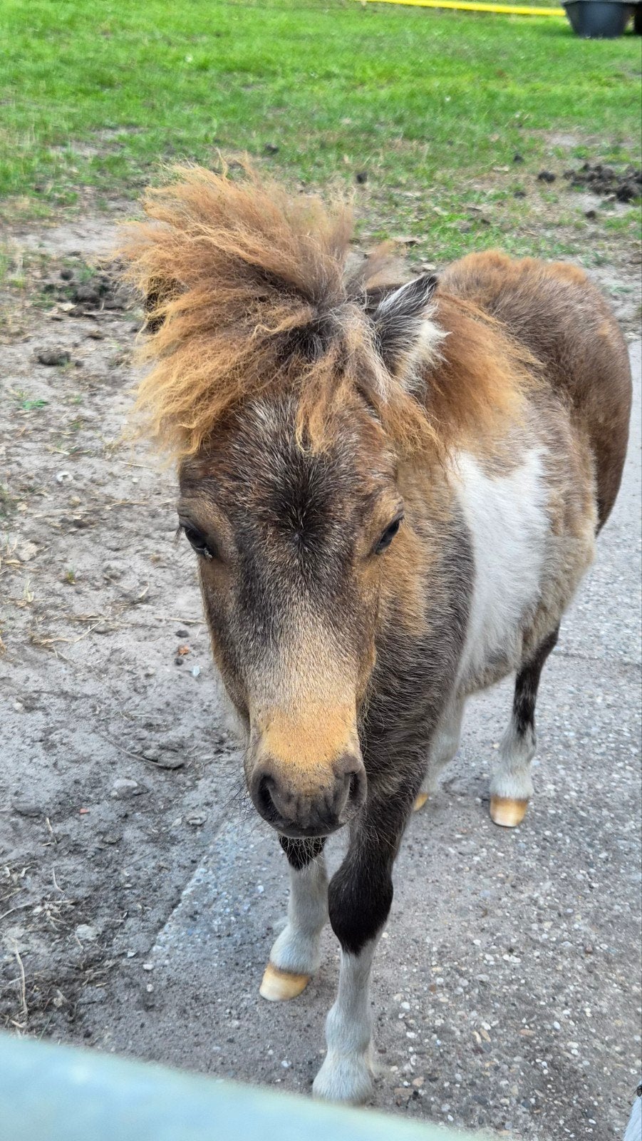 Onwijs knap Shetlander hengstveulen valkbont, Dieren en Toebehoren, Niet van toepassing, 0 tot 2 jaar, Hengst, A pony (tot 1.17m)