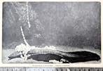 Artis 1914; reuzenhagedis  in het aquarium;, Verzenden, Voor 1940, Gebruikt, Dier