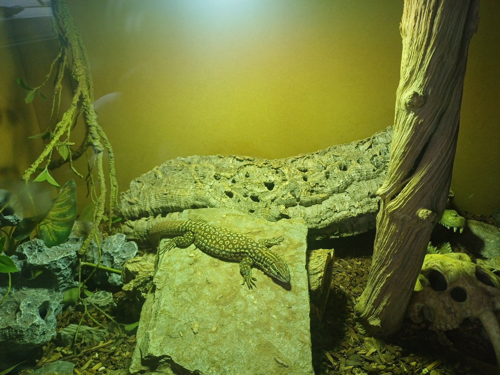 Varanus acanthurus Monitor Lizard photo 4
