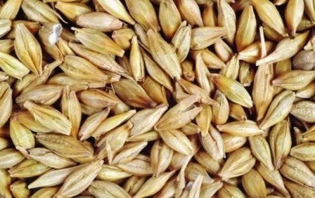 't Dijkje gerst 20kg (opgeschoond), Dieren en Toebehoren, Ophalen of Verzenden, Vee