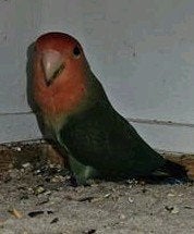 Agapornis te koop., Geslacht onbekend, Dwergpapegaai of Agapornis