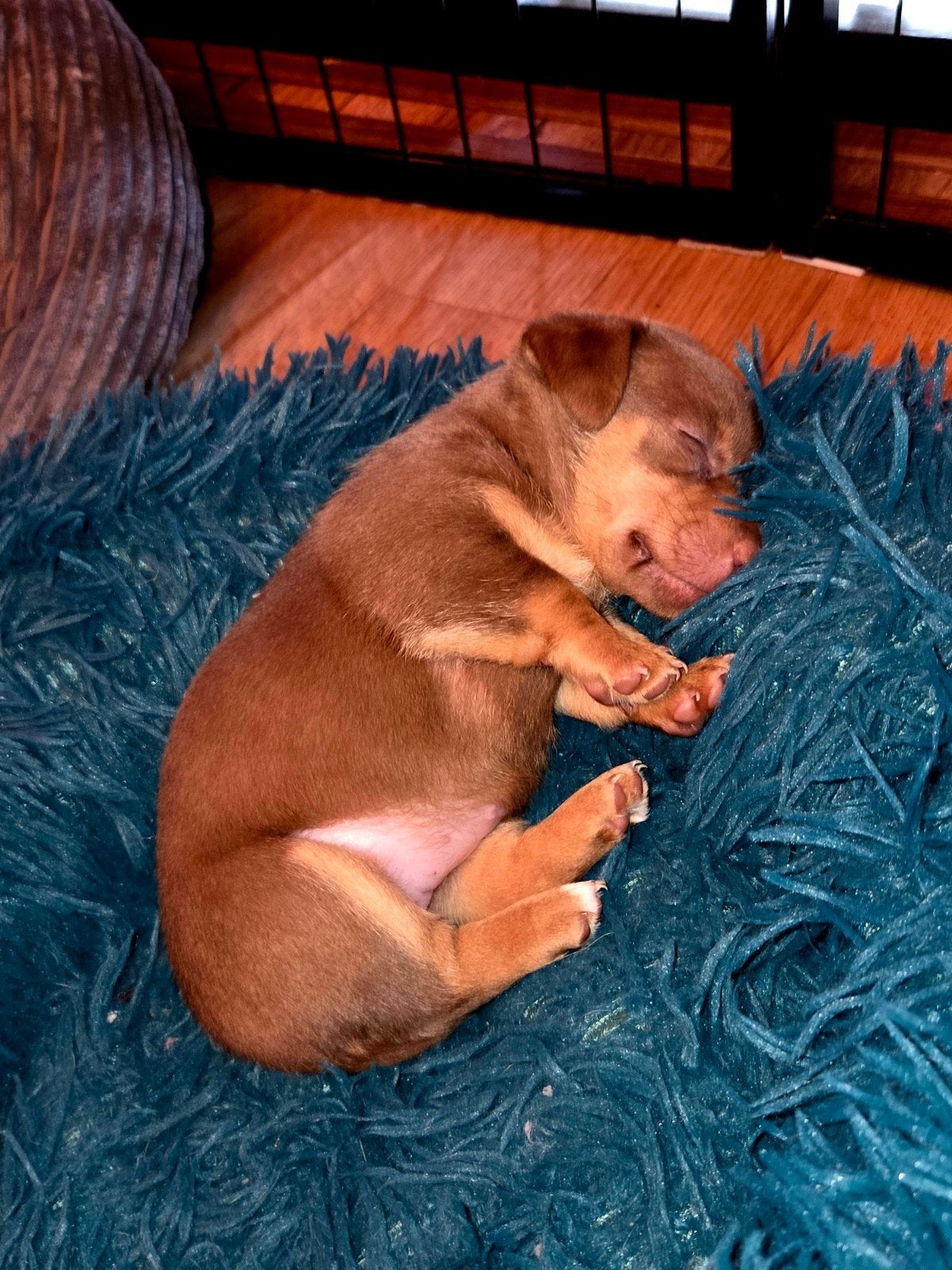 Liver and tan pup teefje, Jack Russell Terriër, 8 tot 15 weken, Teef, Parvo
