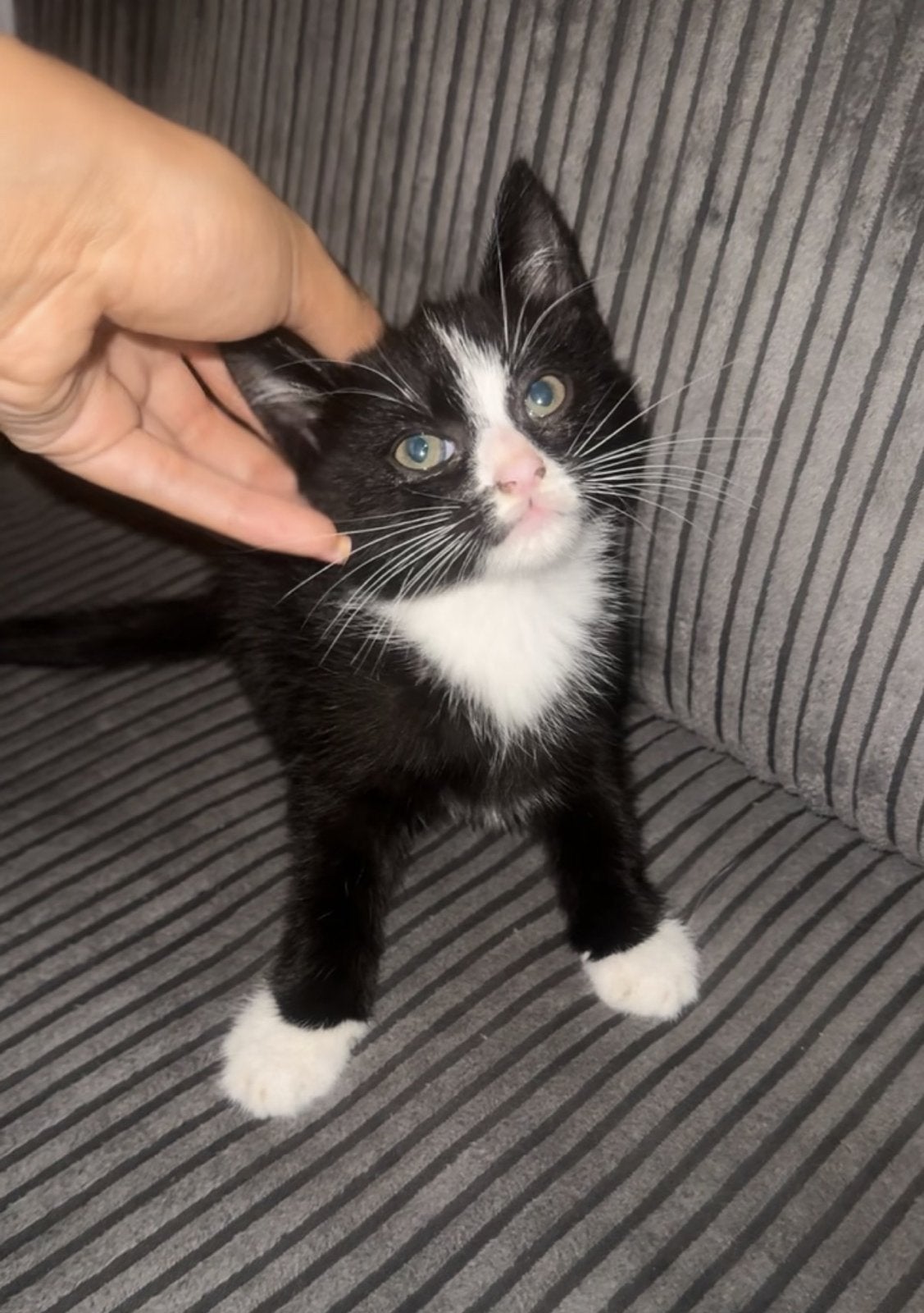 Lieve kitten zoekt nog zijn gouden mandje!!, Meerdere dieren