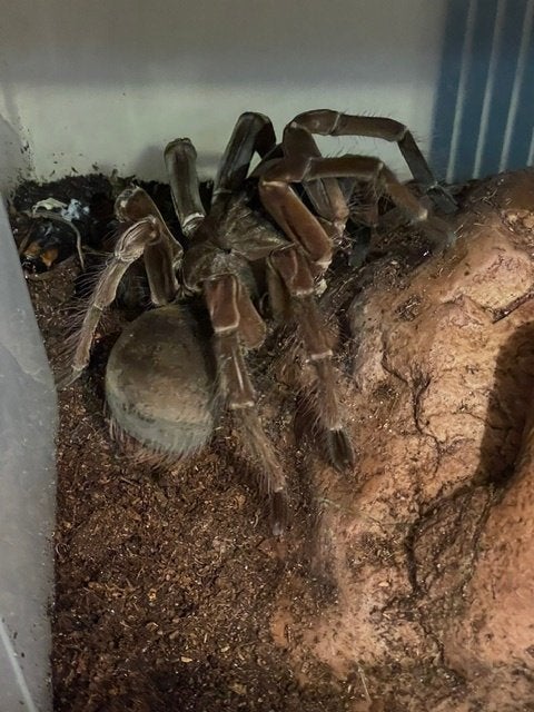 Theraphosa stirmi dame adult 12 cm BL Burgundy Goliath, Dieren en Toebehoren, Spin of Schorpioen