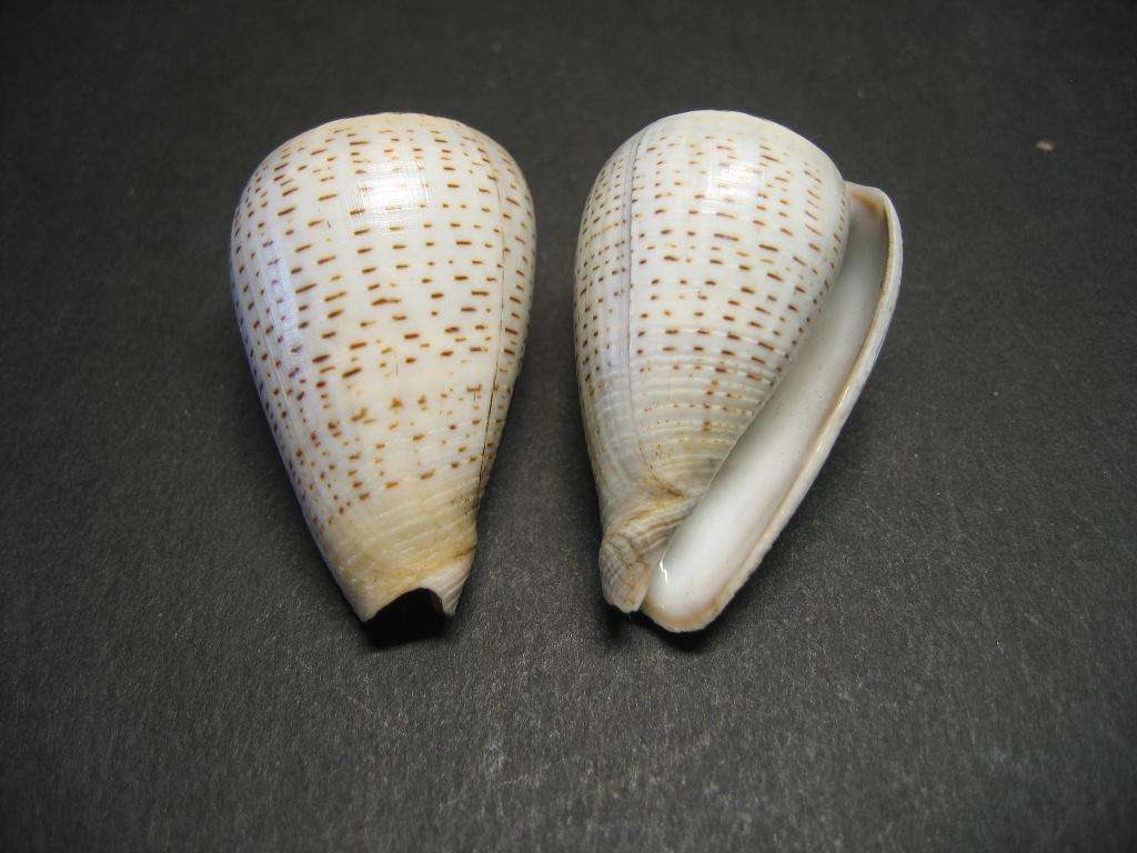 Schelpen: Conus glaucus Linnaeus, 1758., Ophalen of Verzenden, Schelp(en)