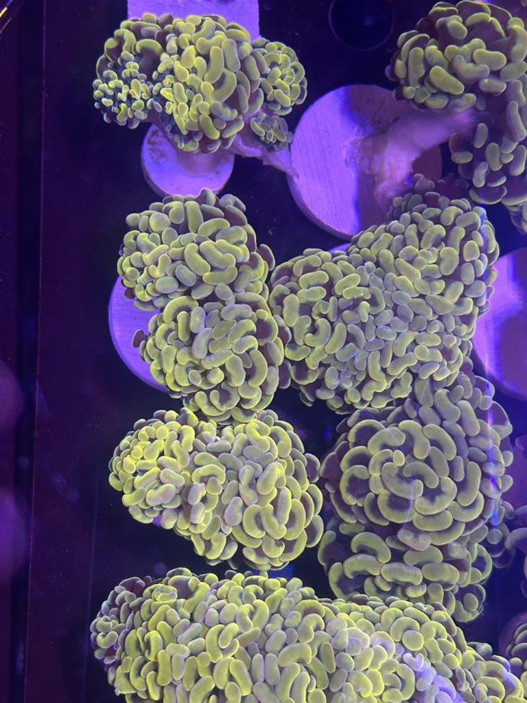 Gouden hamer stekken, Dieren en Toebehoren, Ophalen