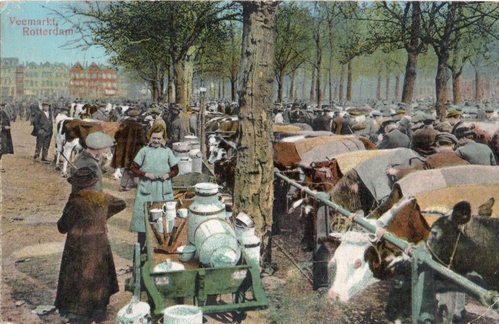 Rotterdam Veemarkt met veel koeien. 6220, Verzenden, Voor 1920, Gelopen, Zuid-Holland