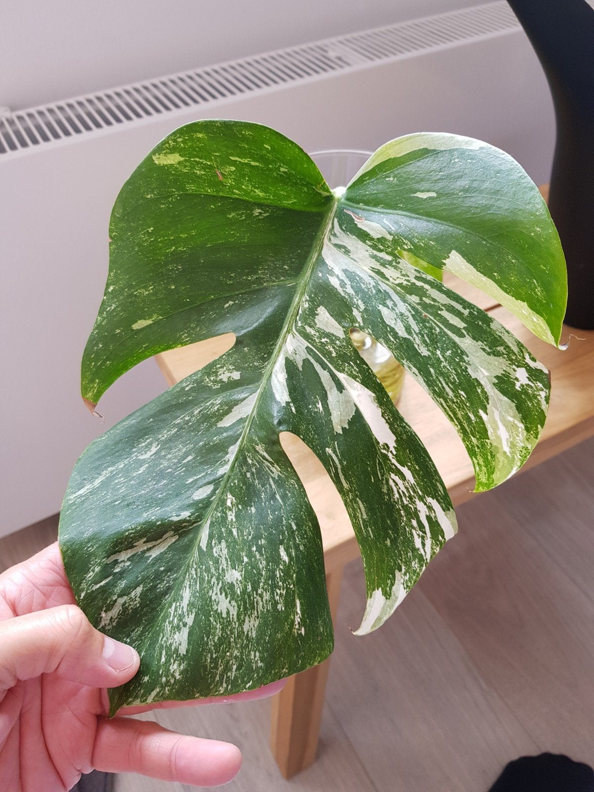 Monsters Deliciosa Albo Variagata stek, Ophalen of Verzenden, Halfschaduw, Minder dan 100 cm